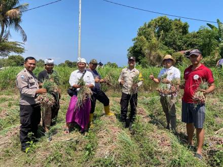 Panen Bawang Merah Kolaborasi Antara Bank Indonesia dan Kelompok Tani milenial Desa Bungkulan